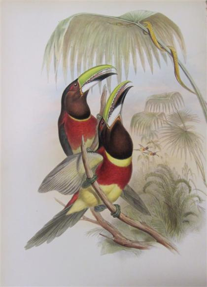 1 piece Hand Colored Lithograph Gould J E Double collard
