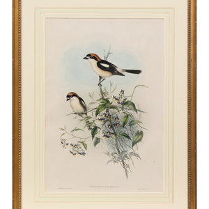 John Gould and H C Richter British 19th Century Enneoctonus