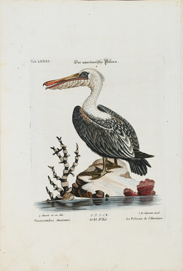 NATURAL HISTORY Catesby Mark Group of 7 hand colored engraved