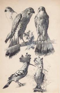 Hawk and Hoopoe Hawk and Hoopoe watercolor 15 3 4
