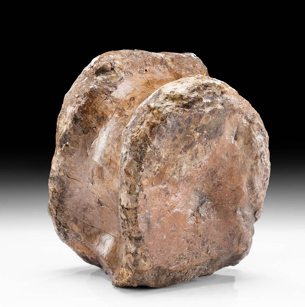 Fossilized Tyrannosaurus Rex Cervical Centrum Vertebra North America Montana Powder