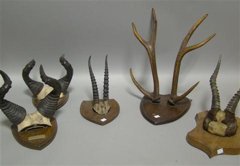 FIVE HUNTING HORN TROPHIES Each set of mounted small horns