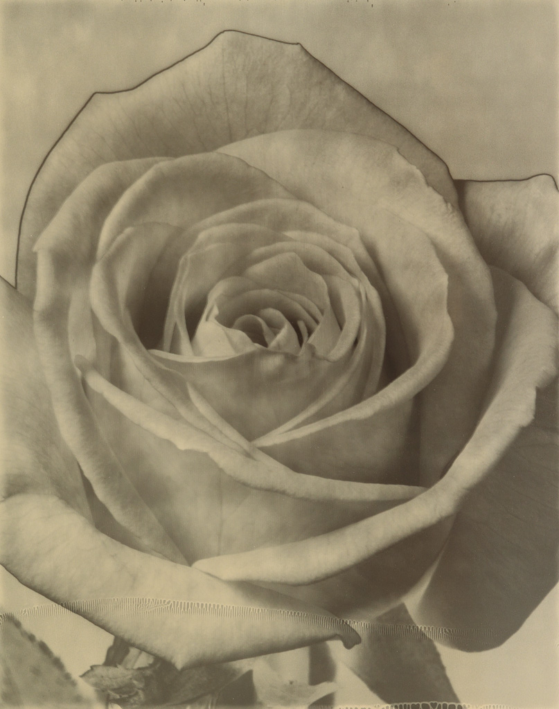 TOM BARIL 1952 Rose Warm toned silver print 23 1