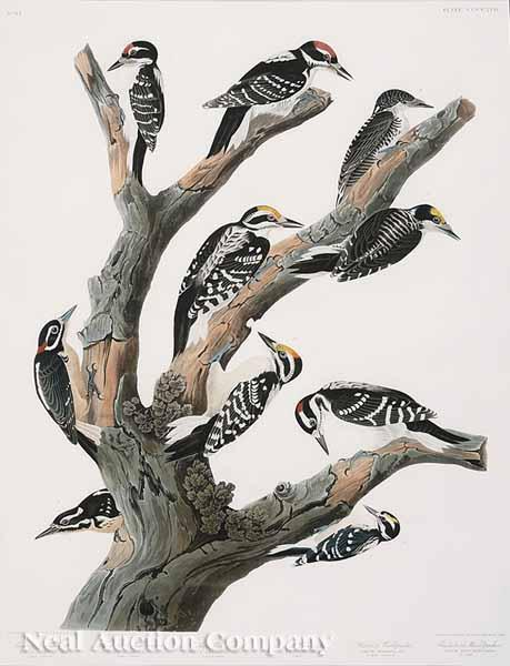 After John James Audubon American 1785 1851 Maria s Woodpecker