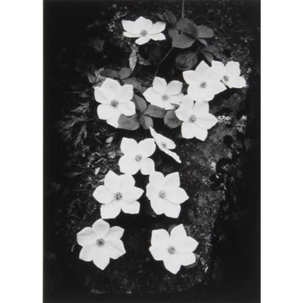 ANSEL ADAMS AMERICAN 1902 1984 DOGWOOD YOSEMITE NATIONAL PARK CALIFORNIA