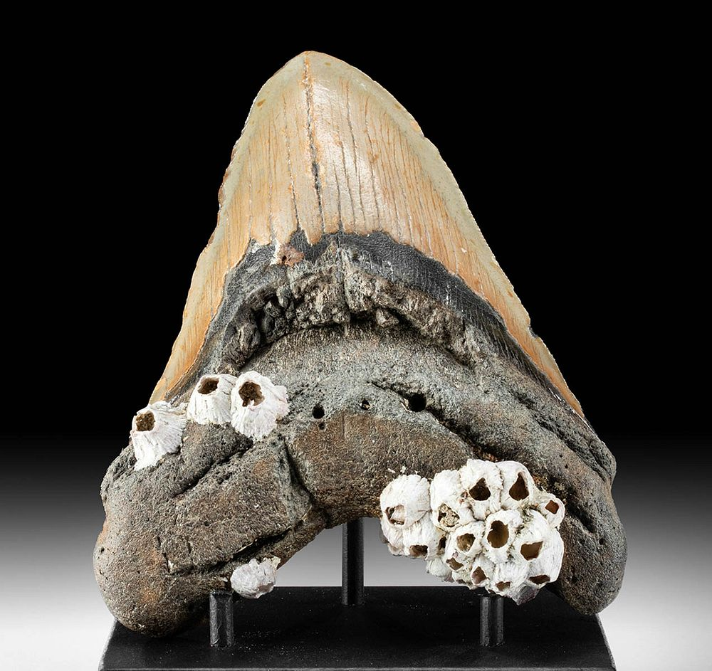 Polished Megalodon Tooth with Barnacles Prehistoric Miocene to Pliocene period