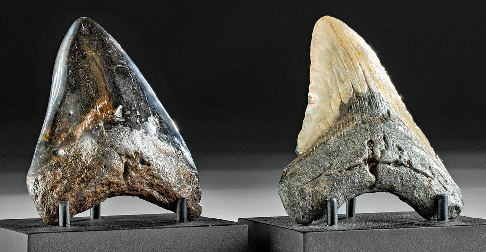 Lot of 2 Fossilized Megalodon Teeth Originally Listed At 500
