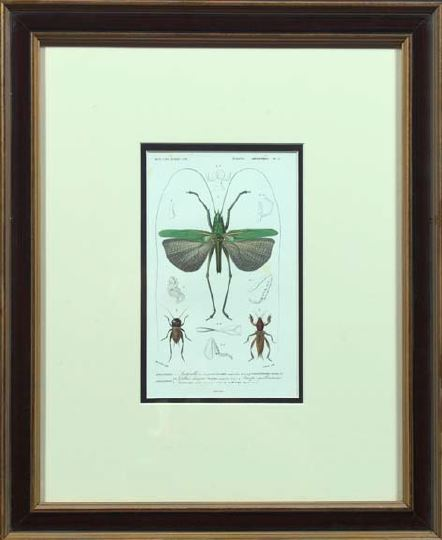British School Mid 19th Century Insects suite of seven hand