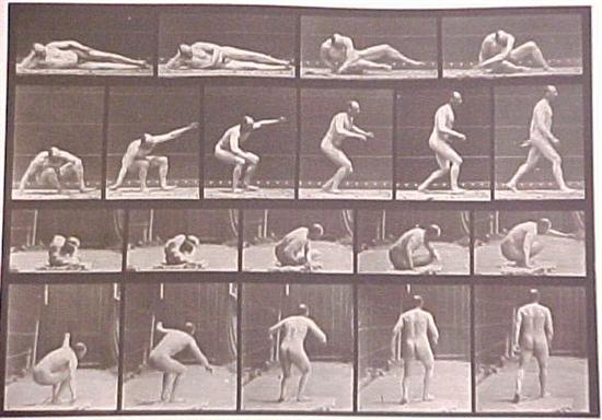Eadweard Muybridge English 1830 1904 Animal Locomotion collotype plate 258