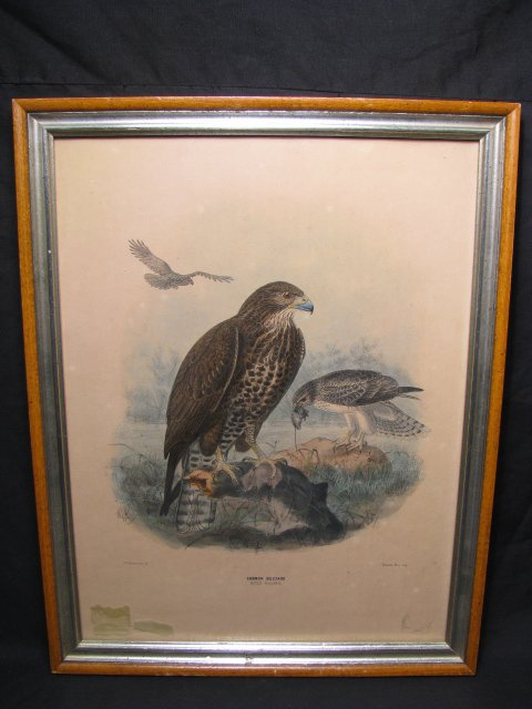 Hand colored print titled Common Buzzard by J G Keulemans