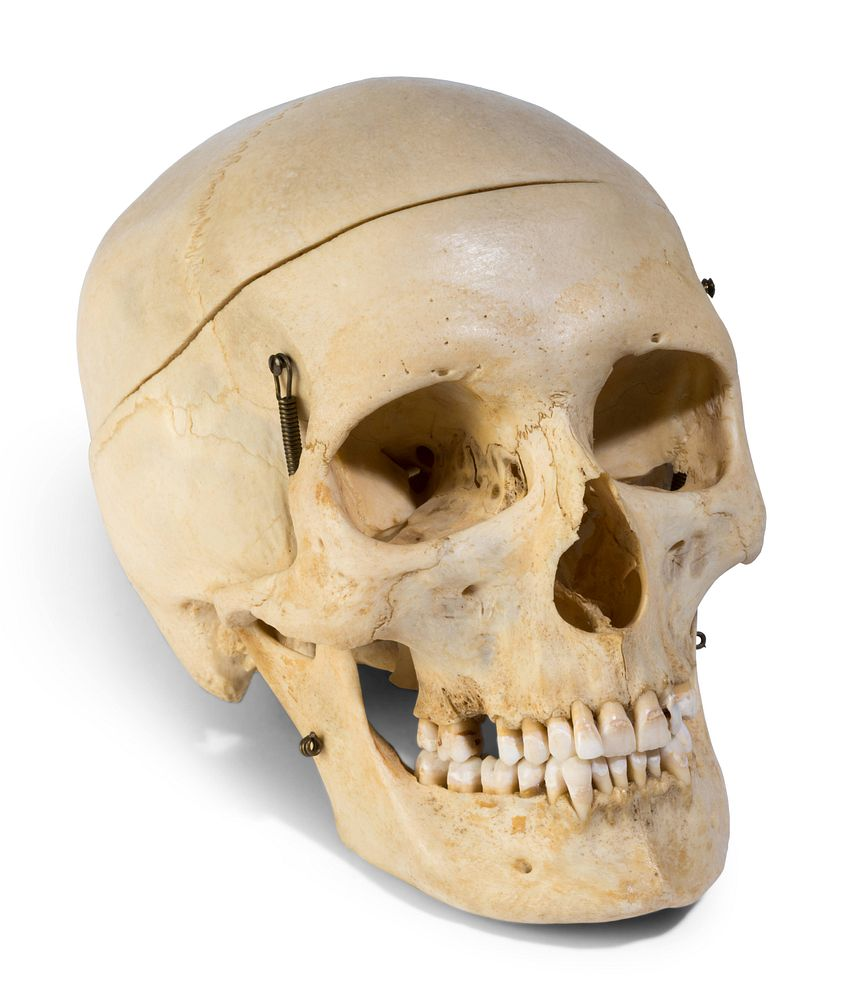 A European Medical Instruction Human Skull A European Medical Instruction