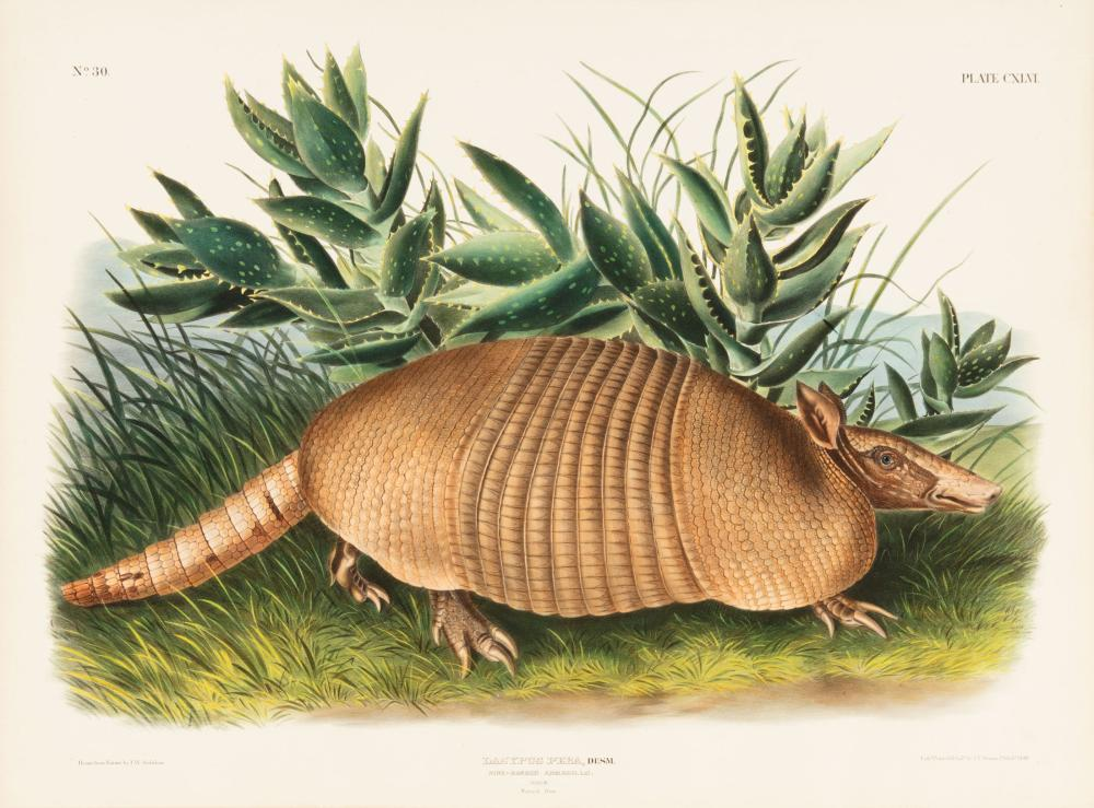 John James Audubon American 1785 1861 Nine Banded Armadillo Male