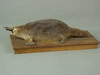TAXIDERMY MOUNT LATE 19TH C MOUNTED DUCKBILL PLATYPUS MOUNTED ON