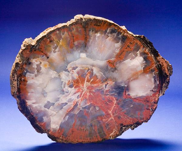 Petrified Wood Slab Araucarioxylon arizonucum Jurassic Chinle Formation Northern Arizona