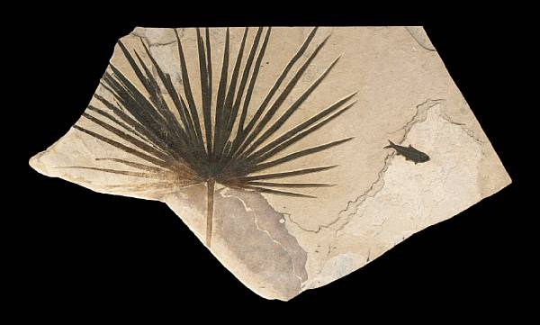Palm Frond with Fish on Irregular Matrix Sabalites sp Knightia