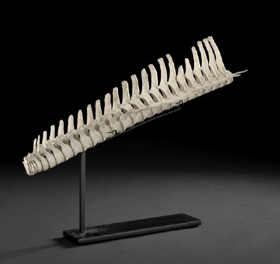 Large and Striking Piscean Spinal Column dramatically mounted on a