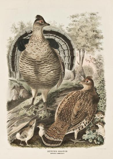 ELLIOT Daniel Giraud 1835 1915 Ruffed Grouse Bonasa Umbellus Pl