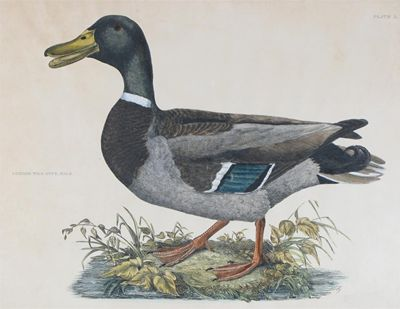 After Prideaux John Selby Three prints of Duck and a