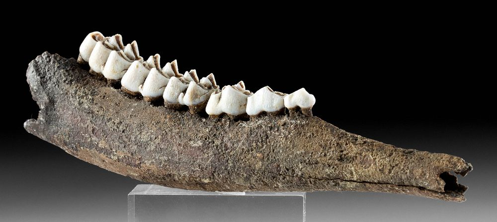 Fossilized North American Deer Mandible Teeth North America United States