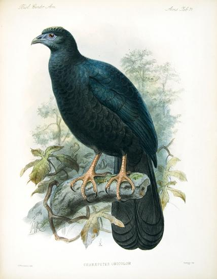 SALVIN Osbert 1835 1898 Frederick Du Cane GODMAN 1834 1919