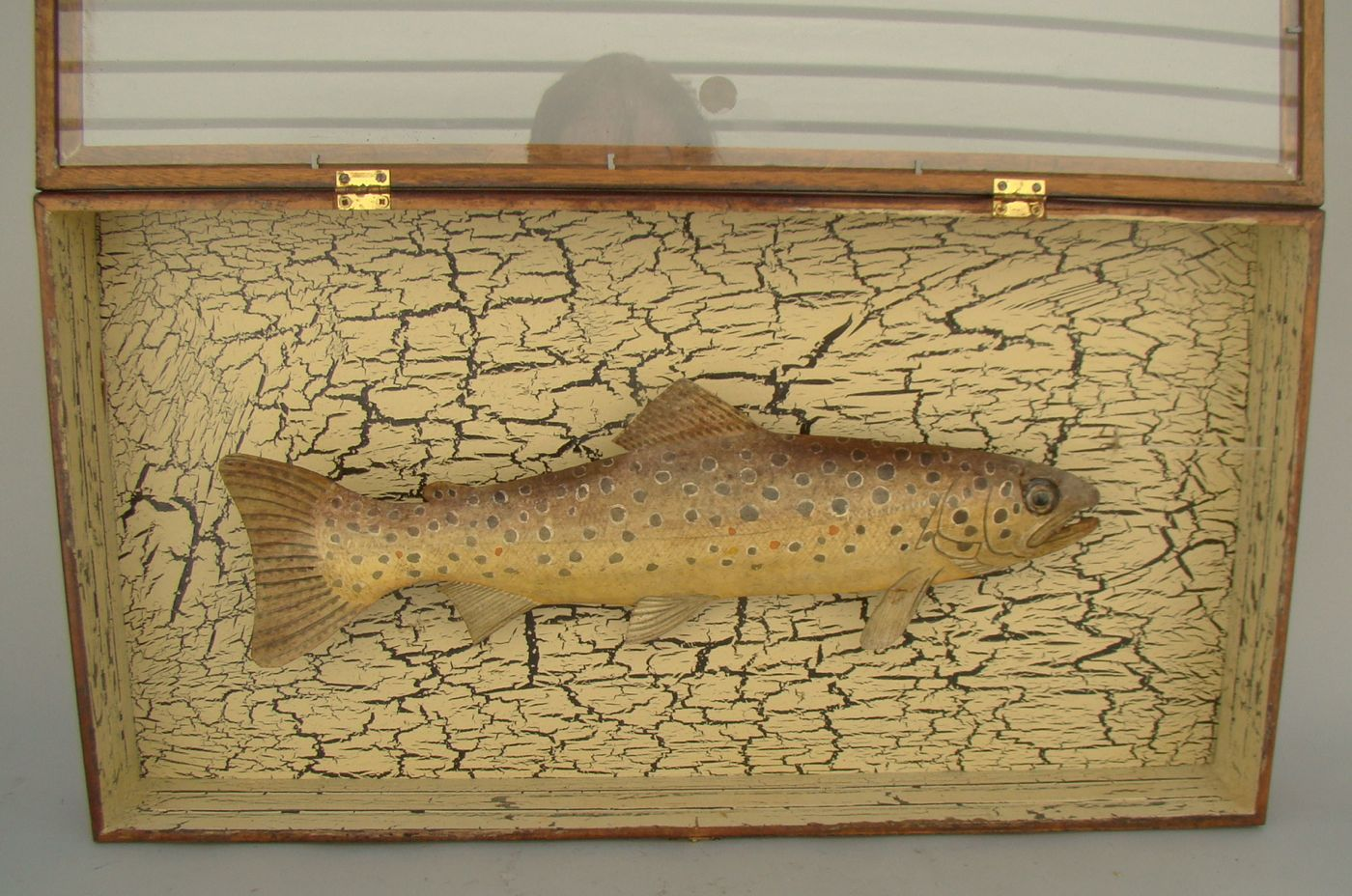 SHADOW BOX DISPLAY OF A BROWN TROUT Trout made of
