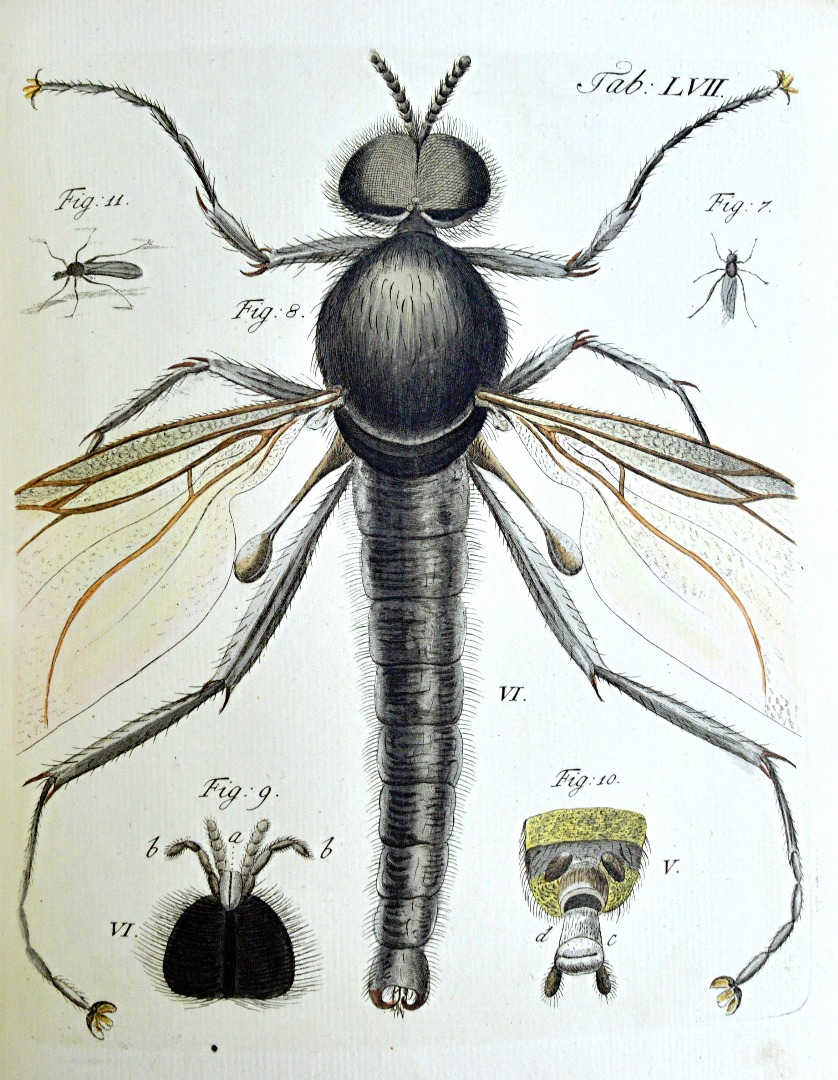 GLEICHEN W F Auserlesene Mikroscopische Entdeckungen bey den Planzen Blumen