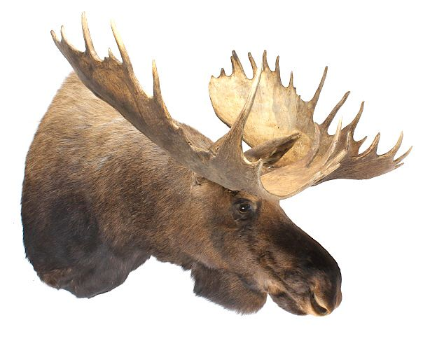 HUGE Trophy Yukon Bull Moose Shoulder Mount For bidding in