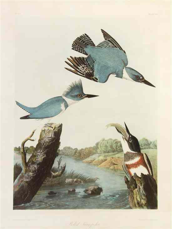 AUDUBON JOHN JAMES after BIEN JULIUS Belted Kingfisher Alcedo Alcyon