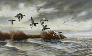 David A Maass b 1929 Canvasbacks David A Maass b