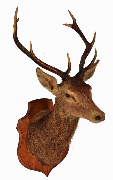 AN EARLY TO MID 20TH CENTURY TAXIDERMY STAGS HEAD with