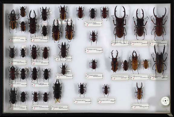 Shadowboxed Collection of Insect Specimens the white background and black
