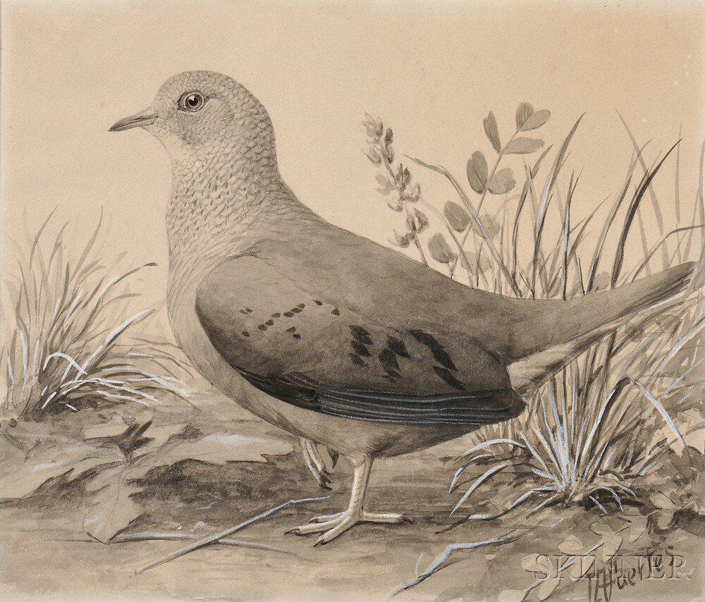 Louis Agassiz Fuertes American 1874 1927 Ground Dove Female Signed
