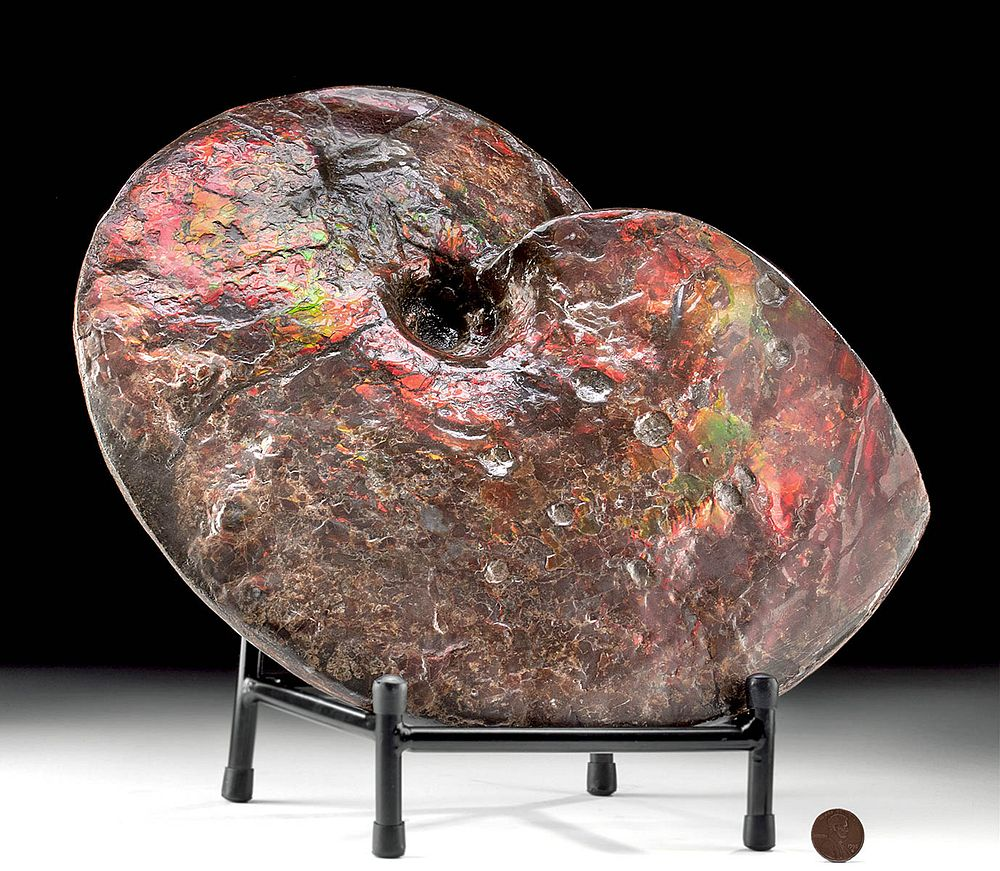 Very Rare Huge Opal Ammolite Bitten by Mosasaur North America