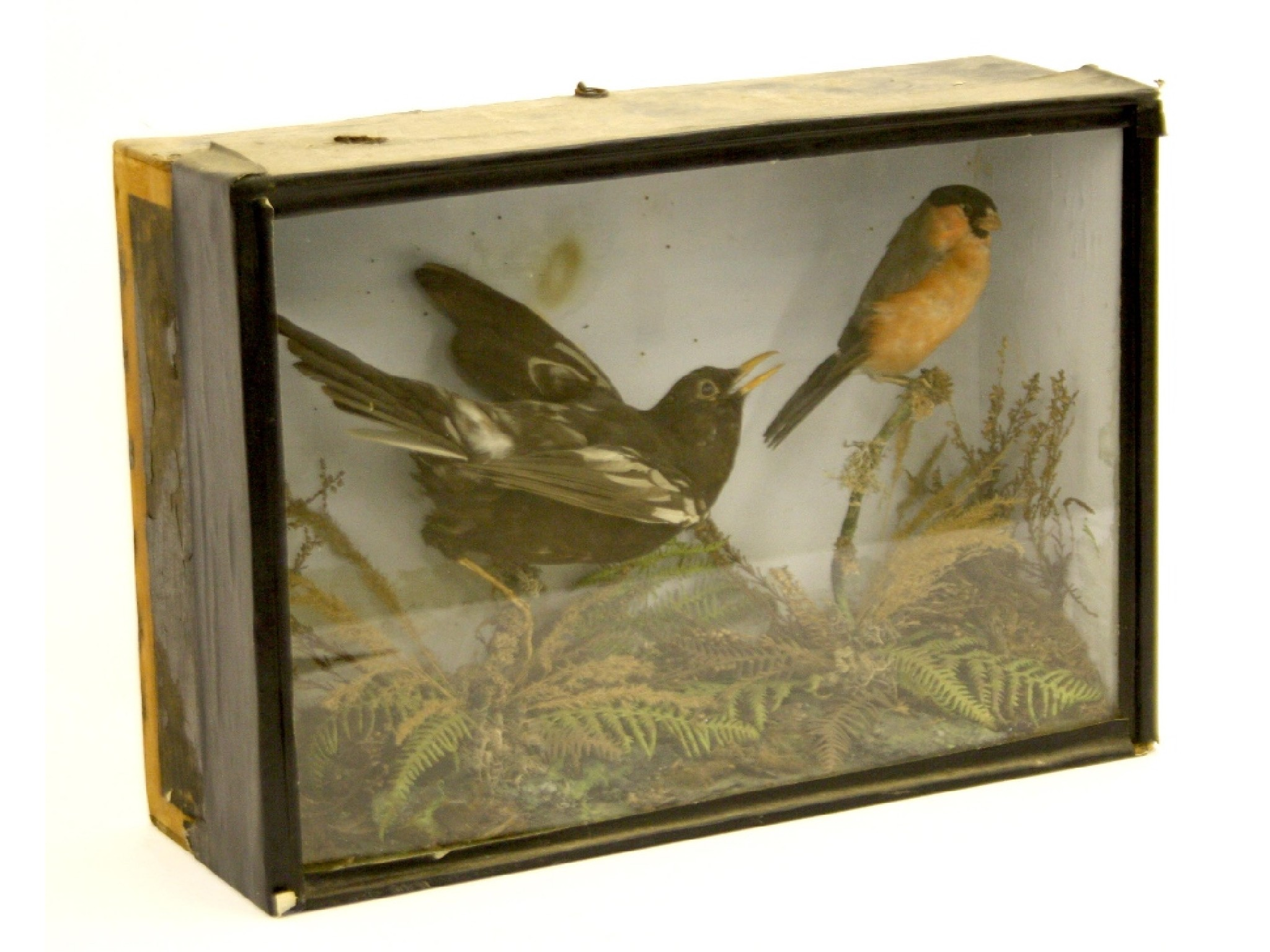 Taxidermy Study comprising a bullfinch and female blackbird within an