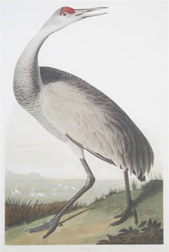 After J J Audubon Whooping Crane Height 36 1 2