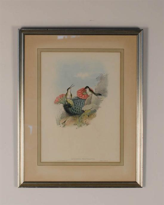 John Gould 1804 1881 United Kingdom Leucippus Chionogaster a print