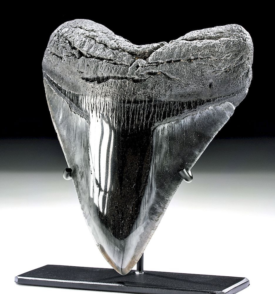 Ancient Seas Fossilized Megalodon Tooth Ancient Seas ca 2 million