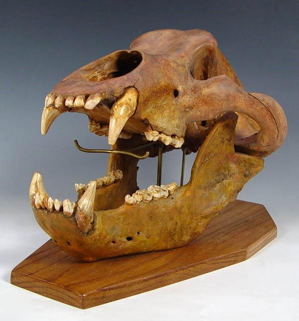 LARGE MALE EUROPEAN CAVE BEAR SKULL FOSSIL Complete upper lower