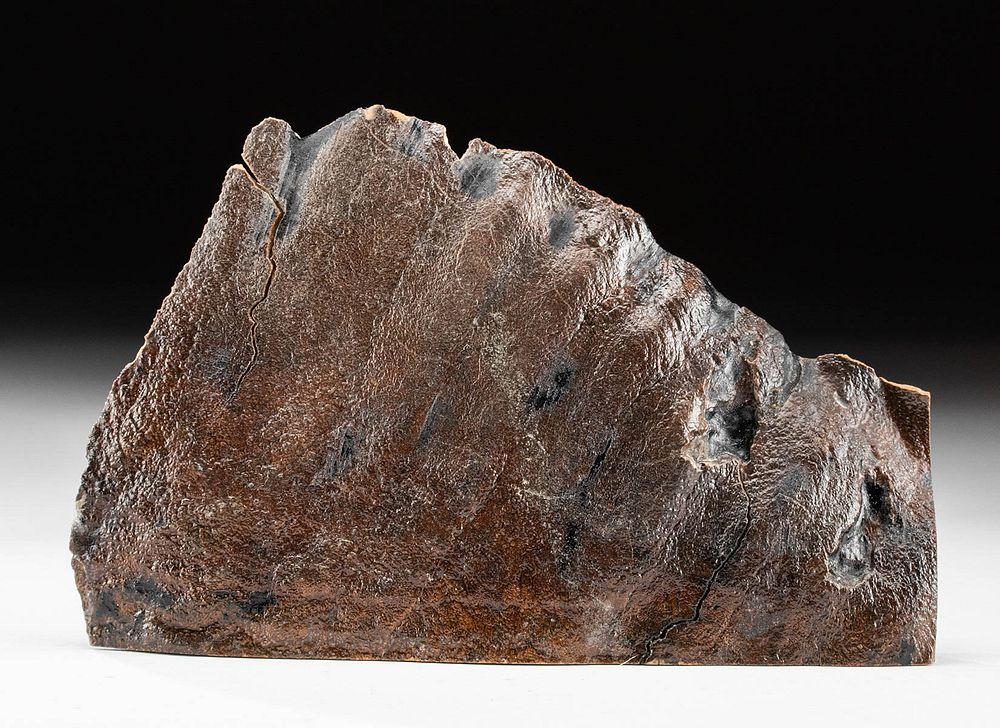 Polished Fossilized Alaskan Mammoth Tooth Section New World present day