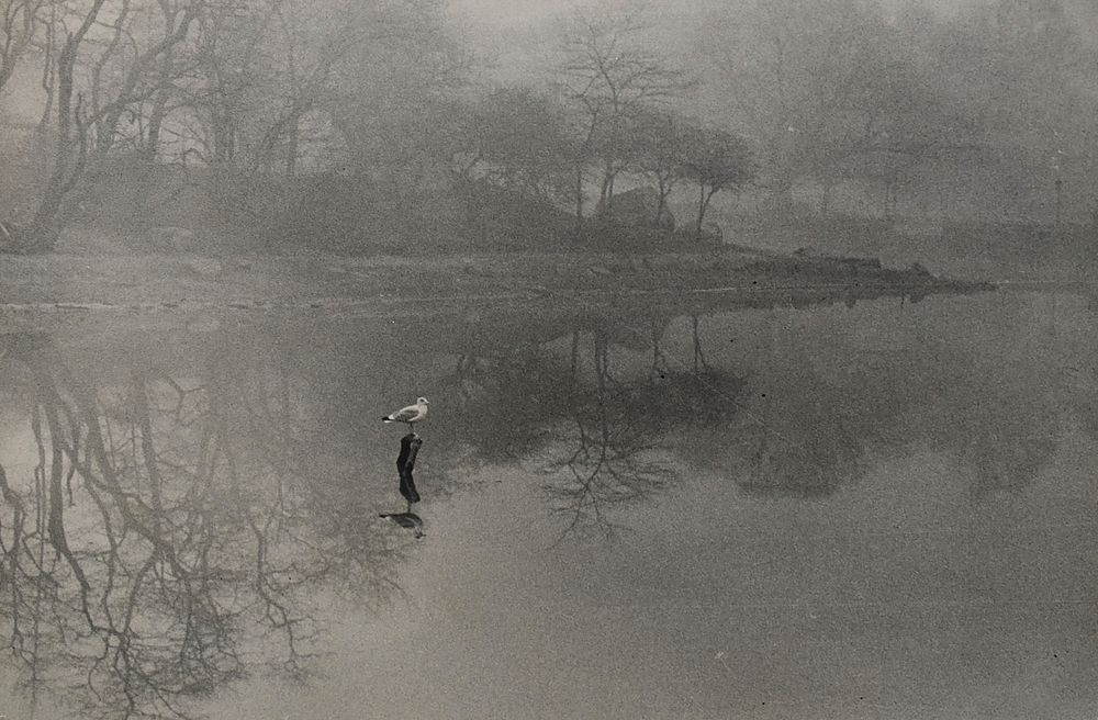 Esther Bubley Photograph Bird and Pond Esther Bubley 1922 1998