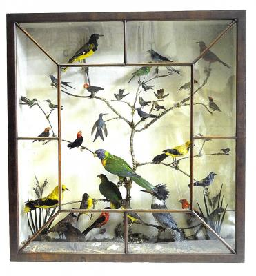 A COLLECTION OF EXOTIC STUFFED BIRDS mounted on a branch