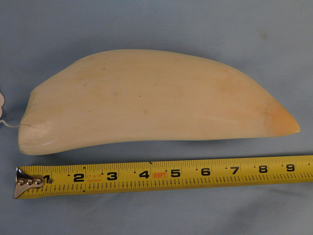 HUGE RAW WHALE TOOTH Huge raw whale tooth 9 in