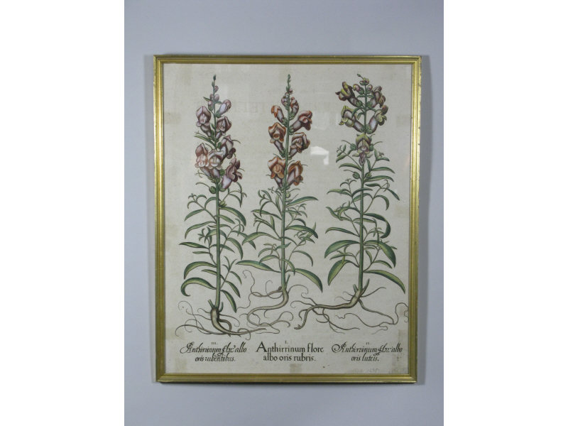 Botanical Engraving 18th c framed DOA 20 75 x 16