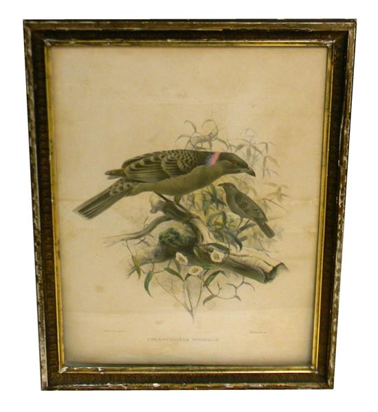 J Wolf Smith ornithological lithograph Chlamydodera Nuchalis depicting mature and