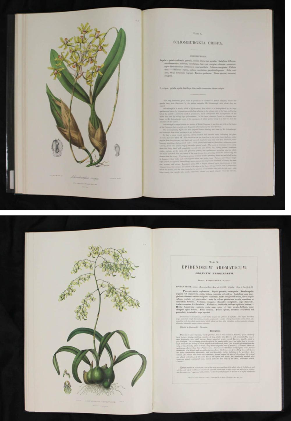 TWO LARGE ORCHID BOOKS REPRINTS Sertum Orchidaceum A Wreath of