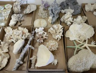 Six box lots of sea coral purple grey and white