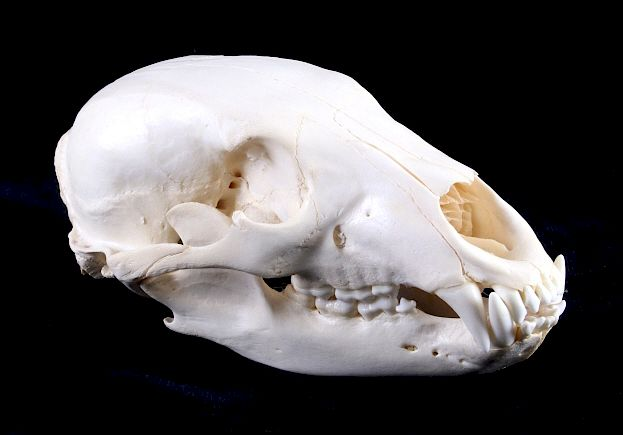Montana Black Bear Taxidermy Skull This is a Montana black