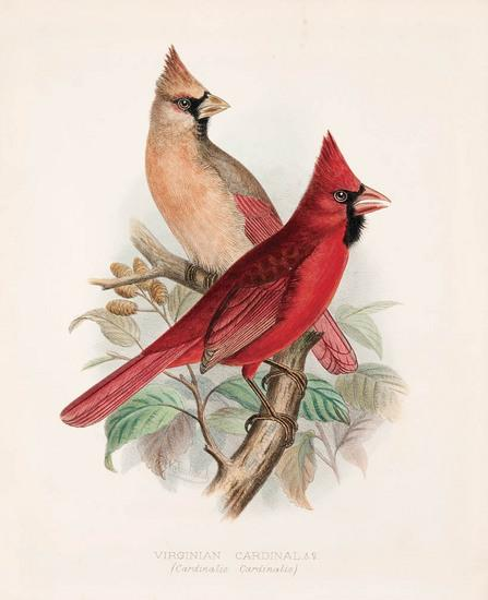 BUTLER Arthur Gardiner 1844 1925 Foreign Finches in Captivity London