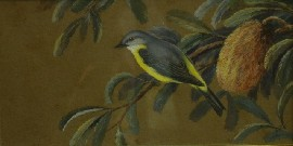 Neville William Cayley Junior 1886 1950 Eastern Yellow Robin watercolour