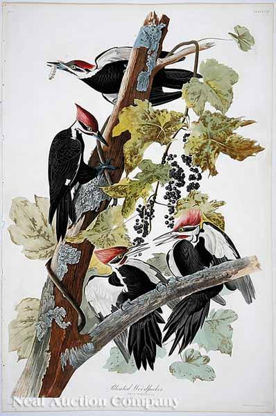After John James Audubon American 1785 1851 Pileated Woodpecker No
